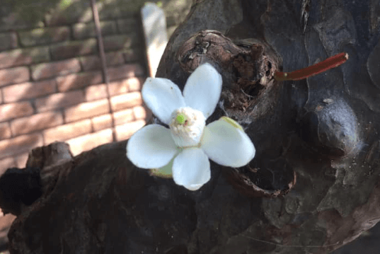 Regala una flor